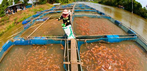 南寧哪裏有魚釣：從探尋魚蝦到城市釣魚文化